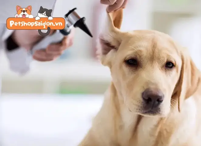 Cách Đo Nhiệt Độ Cho Chó Ở Tai Cách Đo Nhiệt Độ Cho Chó Ở Tai