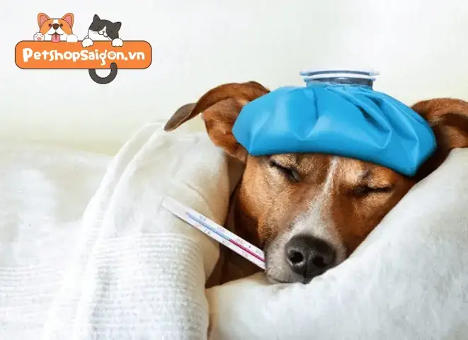 Cách Đo Nhiệt Độ Cho Chó Qua Trực Tràng (hậu Môn) Cách Đo Nhiệt Độ Cho Chó Qua Trực Tràng (hậu Môn)