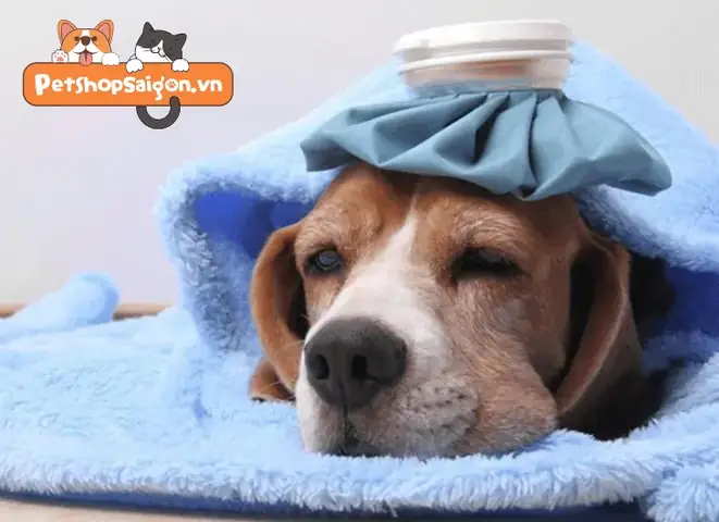 Tại Sao Phải Đo Nhiệt Độ Cho Chó? Tại Sao Phải Đo Nhiệt Độ Cho Chó?