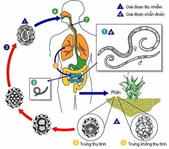 Sán Chó Nhiễm Bệnh Cho Người Qua Đường Nào?