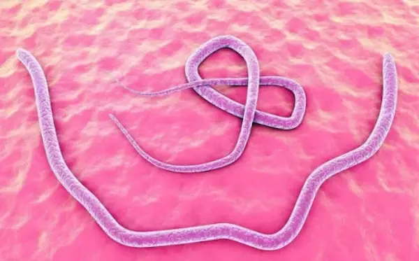 Bệnh Sán Chó Là Gì?