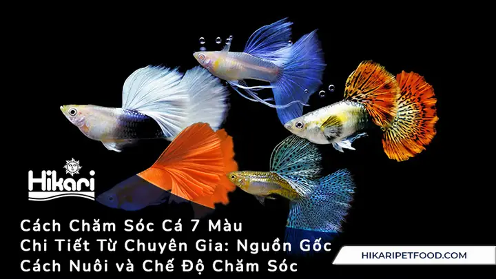 Cách Chăm Sóc Cá 7 Màu Chi Tiết Nhất Từ Chuyên Gia