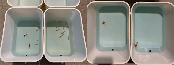 Cách Dưỡng Cá Betta Mới Mua Về