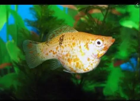 Cách Ép Cá Bình Tích Đẻ Cách Ép Cá Bình Tích Đẻ