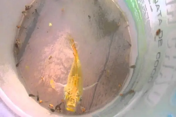 Cách Ép Cá Bình Tích Đẻ Cách Ép Cá Bình Tích Đẻ