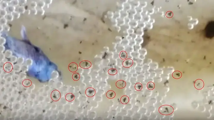 Hướng Dẫn Chi Tiết Cách Ép Cá Đá: Kỹ Thuật Và Bí Quyết Thành Công Hướng Dẫn Chi Tiết Cách Ép Cá Đá: Kỹ Thuật Và Bí Quyết Thành Công