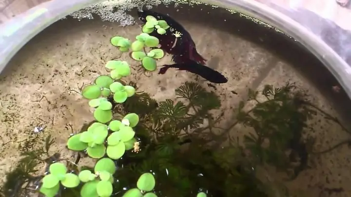 Hướng Dẫn Các Ép Cá Betta ( Ép Cá Xiêm ) Tỷ Lệ Thành Công 99 ...