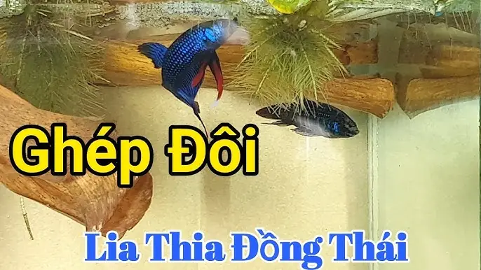 Hướng Dẫn Chi Tiết Cách Ép Cá Lia Thia Đẻ Thành Công Cho Người Mới Bắt Đầu