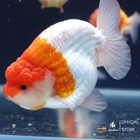 Cá Vàng Ranchu Ăn Gì? Hướng Dẫn Chi Tiết Chế Độ Dinh Dưỡng Cho ...