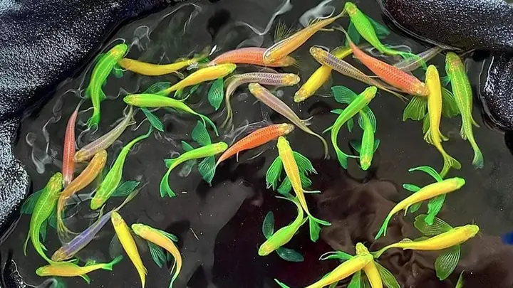 Cách Ép Cá Sọc Ngựa Sinh Sản