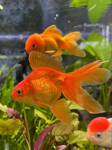 Cải Thiện Môi Trường Sống Cho Cá Vàng Mẹ