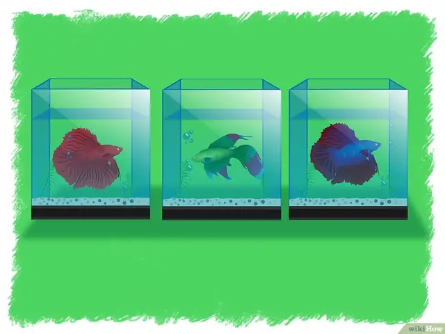 Chăm Sóc Cá Con Đến Khi Trưởng Thành