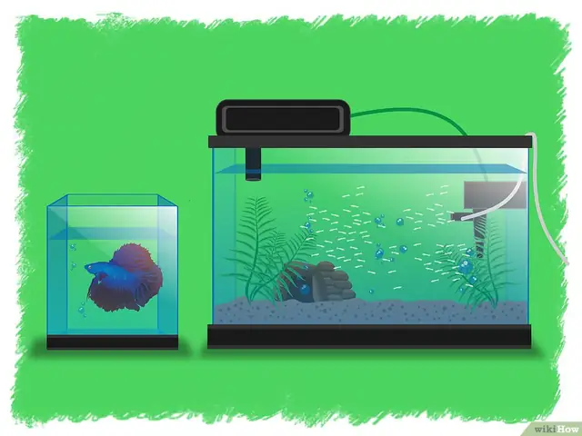 V4-900px-breed-betta-fish-step-15