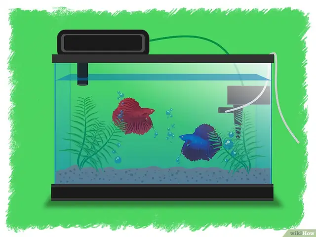 Thiết Lập Các Điều Kiện Để Gây Giống