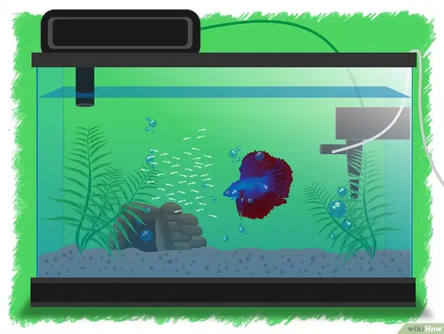 V4-900px-breed-betta-fish-step-13