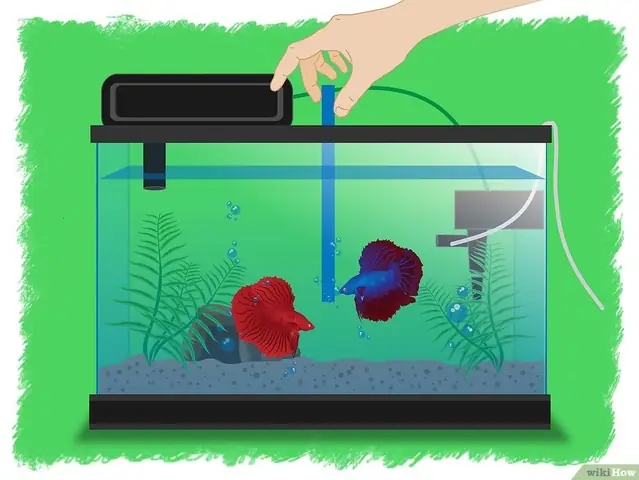 Gây Giống Cá Xiêm