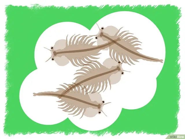 V4-900px-breed-betta-fish-step-6