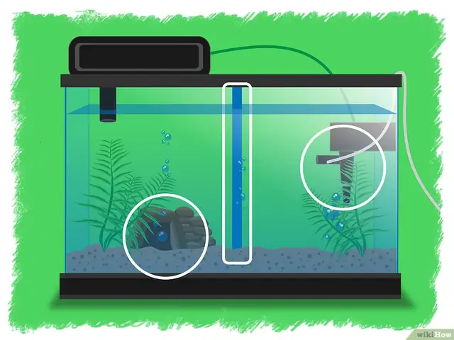 V4-900px-breed-betta-fish-step-5