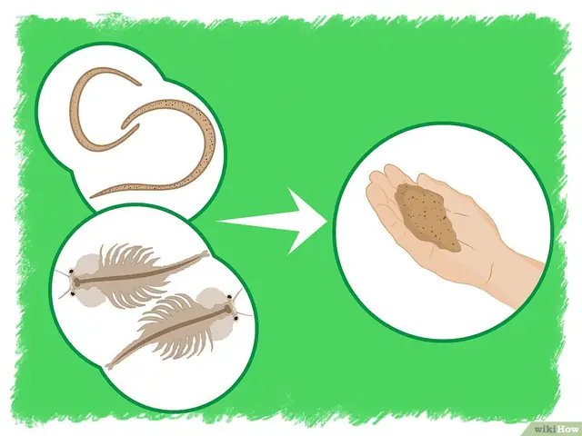 V4-900px-breed-betta-fish-step-19