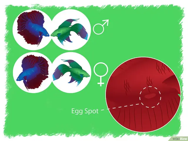 V4-900px-breed-betta-fish-step-22