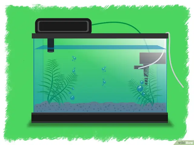 V4-900px-breed-betta-fish-step-2