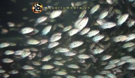 Cá La Hán Bột ( Cá La Hán Con ) Cá La Hán Bột ( Cá La Hán Con )