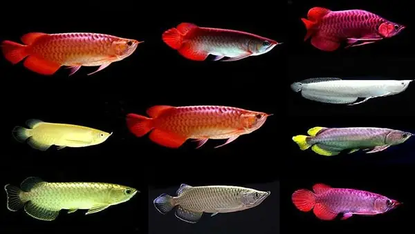 Độ Ph Lý Tưởng Cho Hồ Cá Rồng Là Bao Nhiêu?