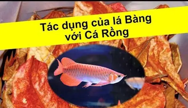 Sử Dụng Lá Bàng Để Giảm Ph Cho Cá Rồng