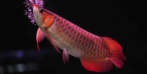 Cách Giảm Stress Cho Cá Rồng: Hướng Dẫn Chi Tiết Từ Chuyên Gia