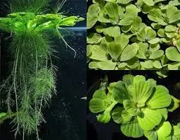 Cách Giữ Nhiệt Cho Bể Cá