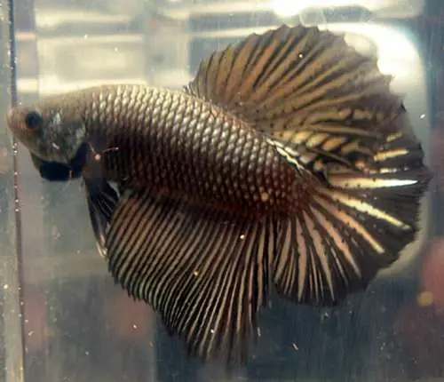 Cách Gọi Tên Các Loại Cá Betta Cách Gọi Tên Các Loại Cá Betta