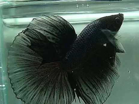 Cách Gọi Tên Các Loại Cá Betta Cách Gọi Tên Các Loại Cá Betta