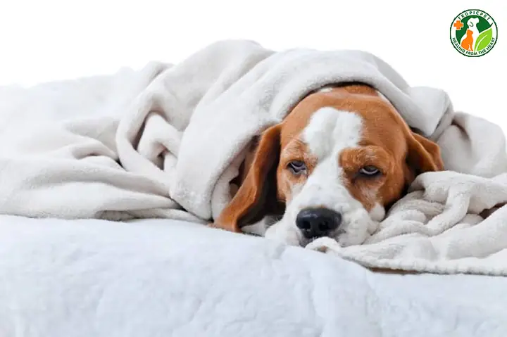 Biểu Hiện Khi Chó Bị Sốt