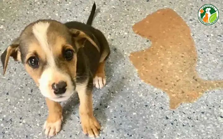 Khi Nào Nên Đưa Chó Đến Bác Sĩ Thú Y?