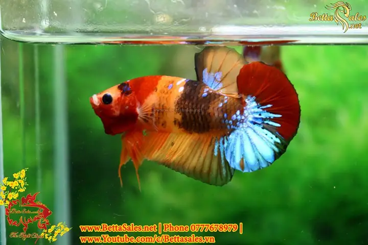 50919654_1124877561026041_7988643474117230592_n