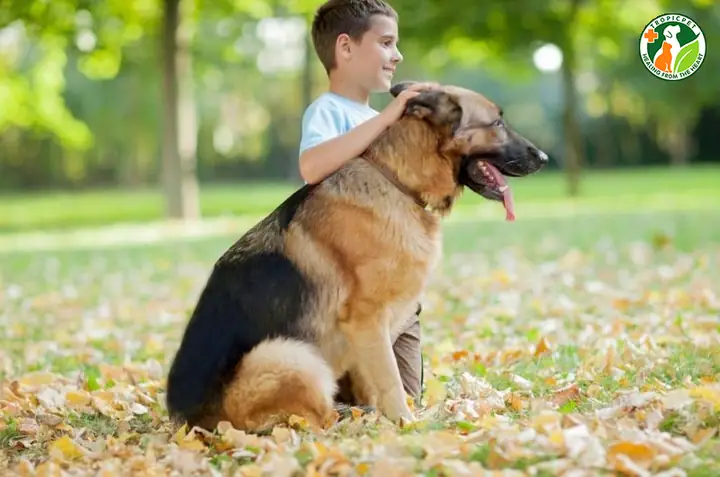 Cách Huấn Luyện Chó Becgie Phân Biệt Chủ Và Người Lạ Cách Huấn Luyện Chó Becgie Phân Biệt Chủ Và Người Lạ