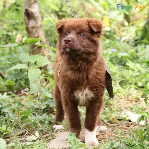 Tại Sao Nên Huấn Luyện Chó Cảnh