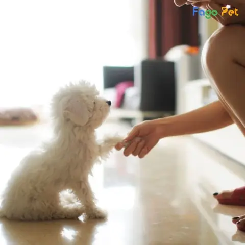Các Bài Huấn Luyện Chó Cảnh Tại Fago Pet