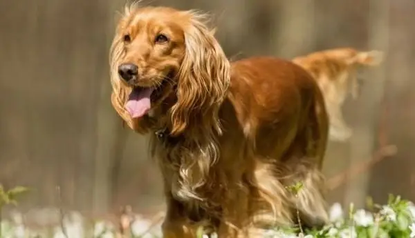 Nguồn Gốc Của Chó Cocker Spaniel
