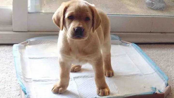 Thiết Lập Thời Gian Ăn Uống Cố Định Cho Chó