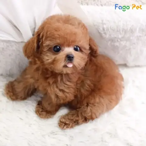 Một Số Cách Huấn Luyện Chó Con 2 Tháng Tuổi Đúng Chuẩn Một Số Cách Huấn Luyện Chó Con 2 Tháng Tuổi Đúng Chuẩn