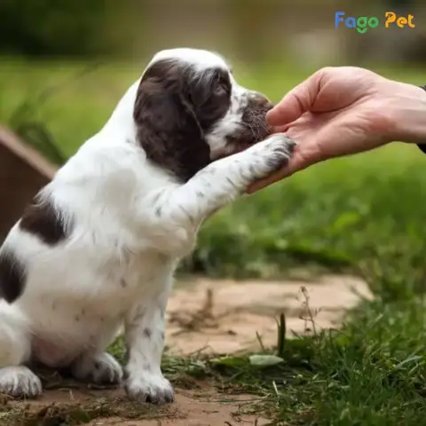 Nguyên Tắc Vàng Trong Cách Huấn Luyện Chó Con 2 Tháng Tuổi Nguyên Tắc Vàng Trong Cách Huấn Luyện Chó Con 2 Tháng Tuổi