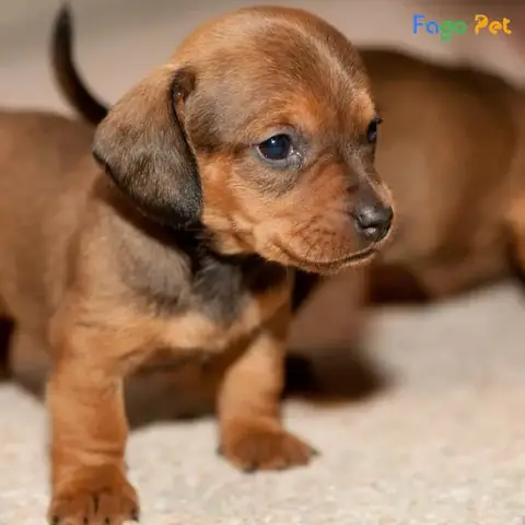 Những Lưu Ý Khi Huấn Luyện Chó Con 2 Tháng Tuổi Những Lưu Ý Khi Huấn Luyện Chó Con 2 Tháng Tuổi