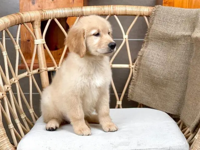 Nên Huấn Luyện Từ Khi Còn Nhỏ