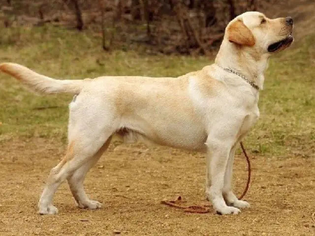 Cách Huấn Luyện Chó Golden Đứng Và Bò