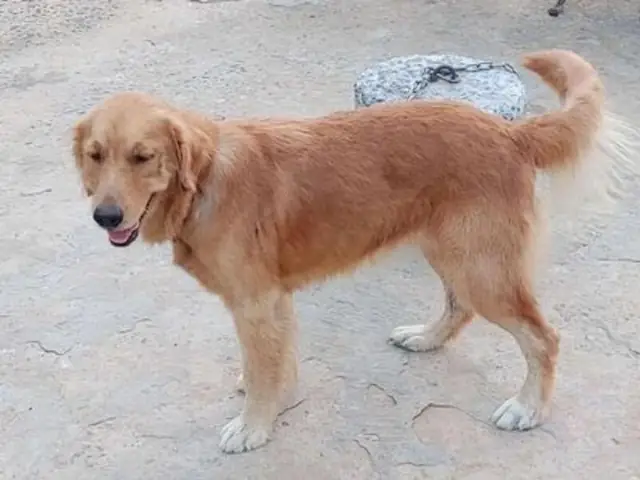 Bài Huấn Luyến Chó Golden Không Nhai – Gặm Đồ