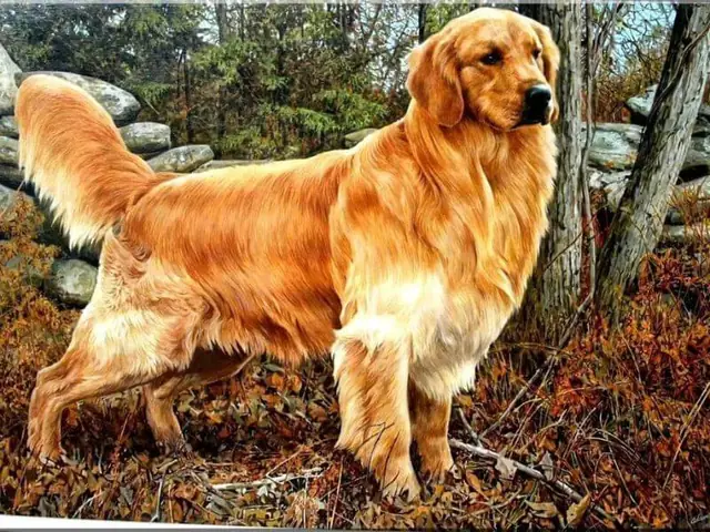 Ngoại Hình Chó Golden Retrievers