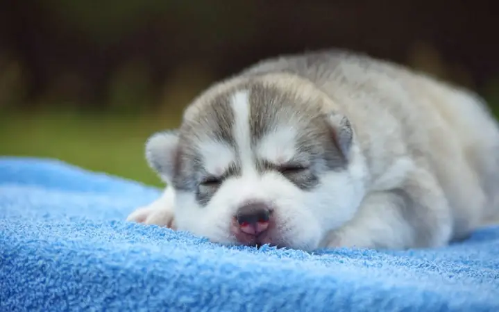 Phần 2: Cách Huấn Luyện Chó Husky Con