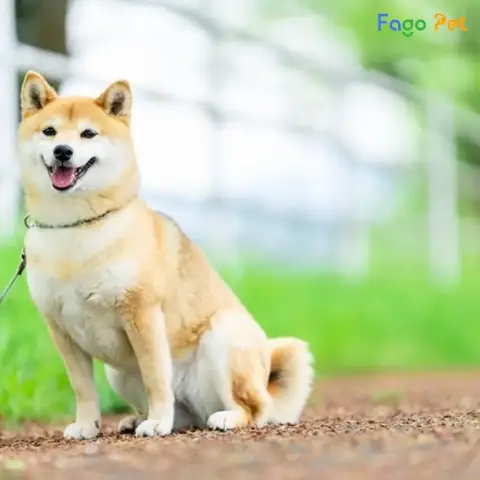 Báo Giá Khóa Huấn Luyện Chó Nhật