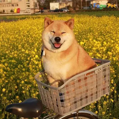 Điều Kiện Học Tập Của Khóa Huấn Luyện Chó Nhật